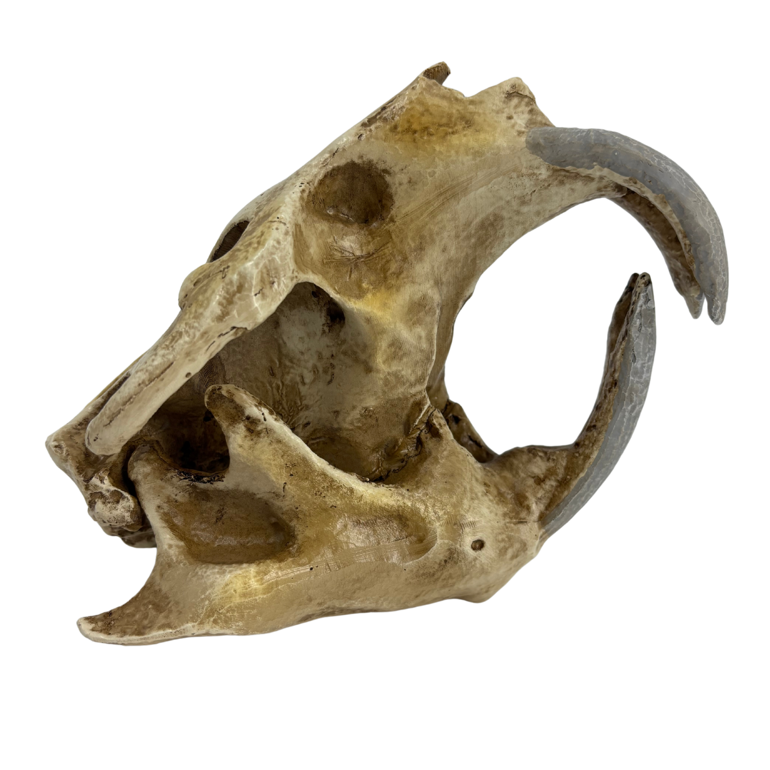 Science Museum of Minnesota Giant Beaver Skull Replica