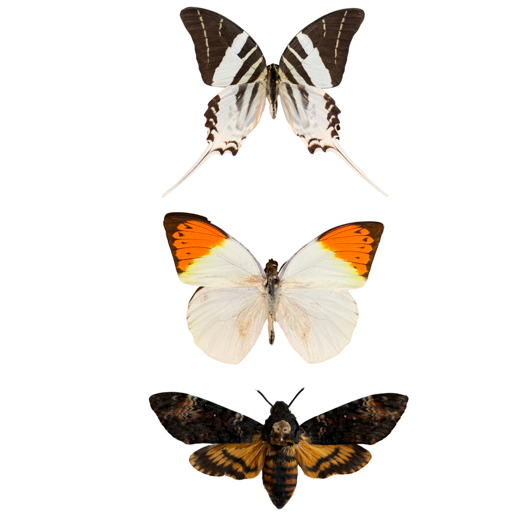 Entomology Triple Expansion Pack Bundle