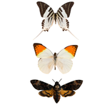 Entomology Triple Expansion Pack Bundle