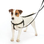 Sharky Party Freedom No-Pull Dog Harness