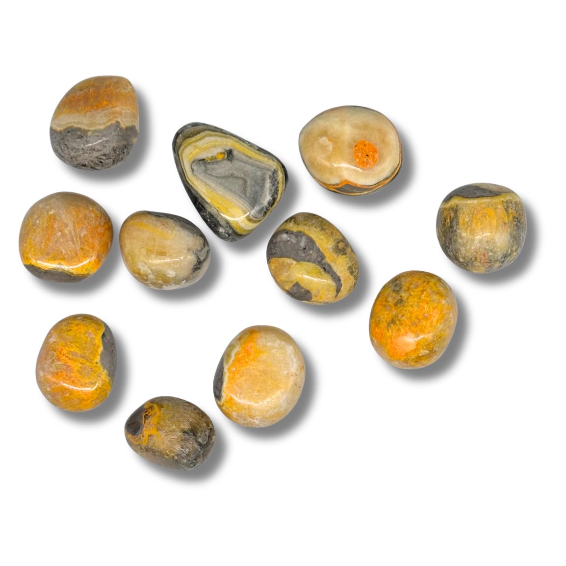 Bumblebee Jasper