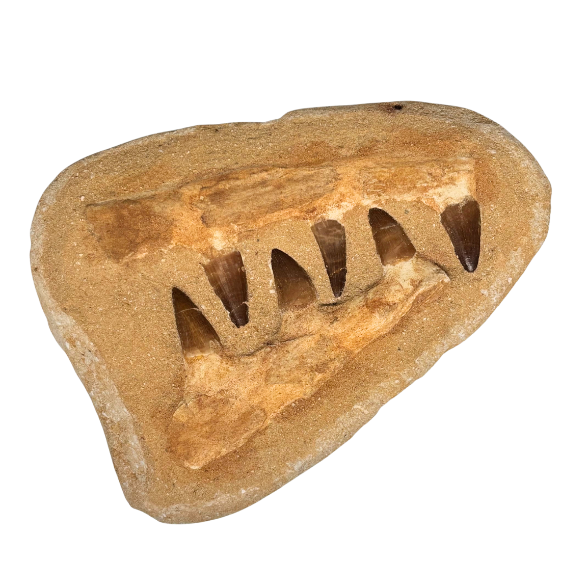 Composite Mosasaur Jaw