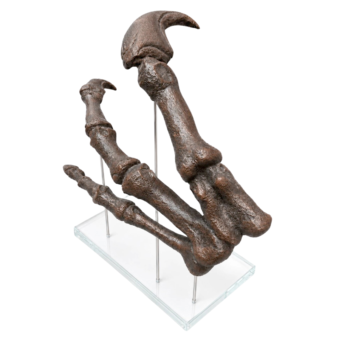 Large Allosaurus Replica Claw