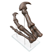 Large Allosaurus Replica Claw