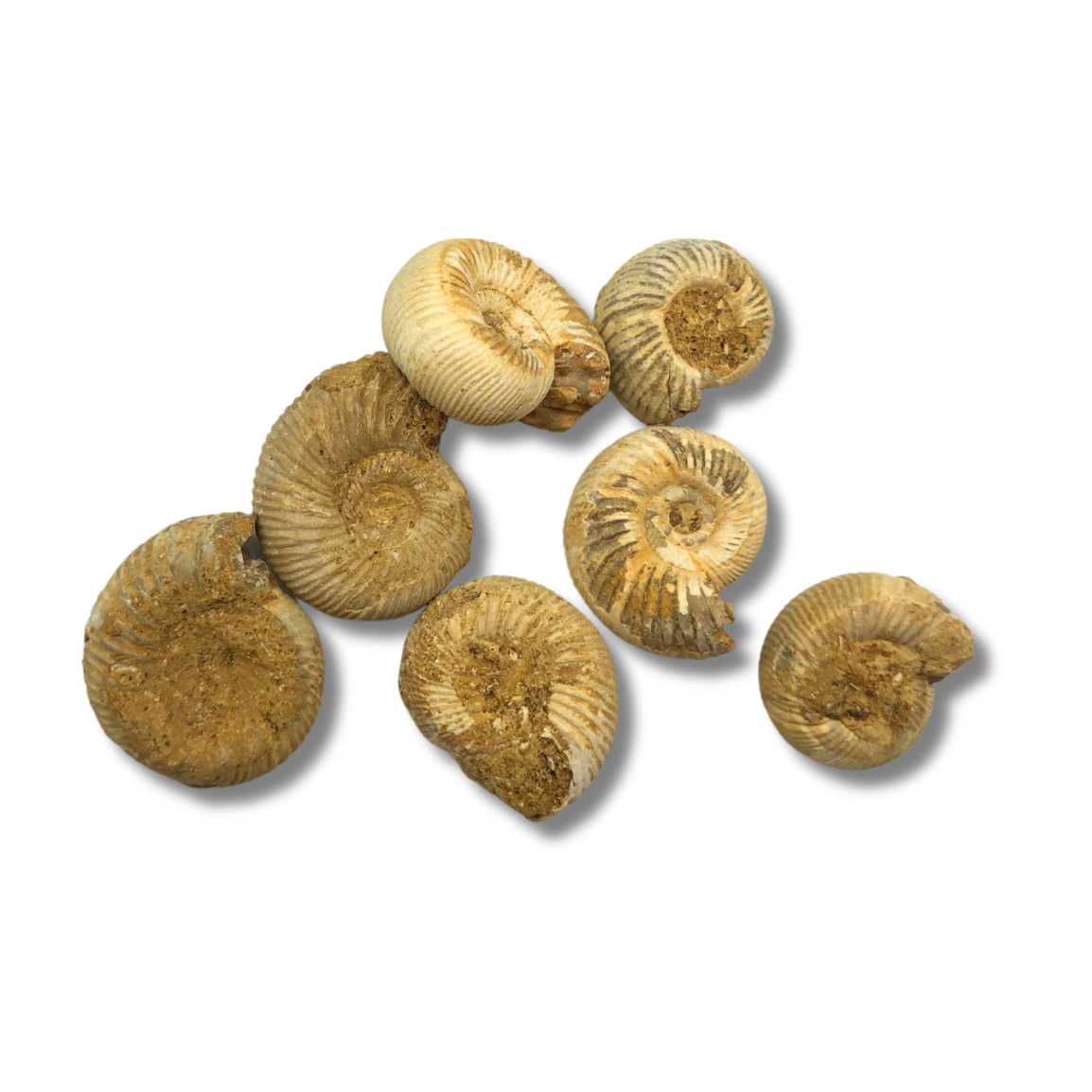 Ammonite $4.00