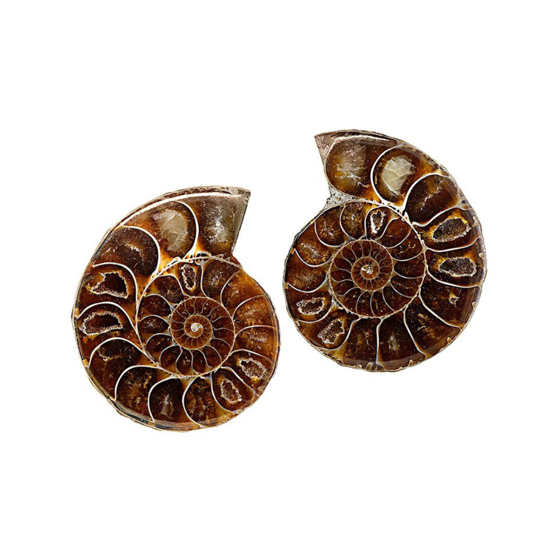 Ammonite Split Pair $20.00