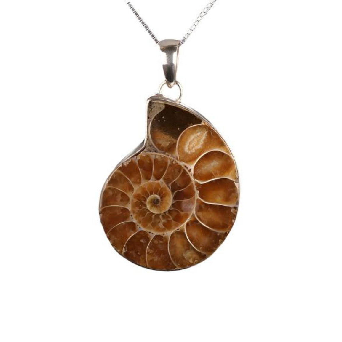 Ammonite Necklace $24.99
