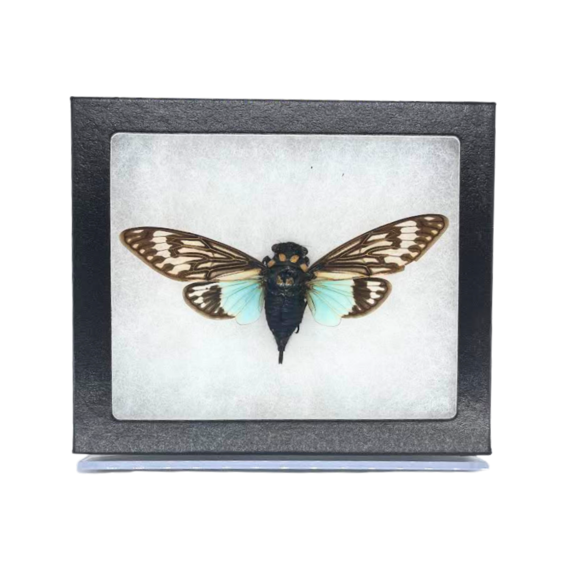 Limited Edition Riker Mounted Blue Cicada
