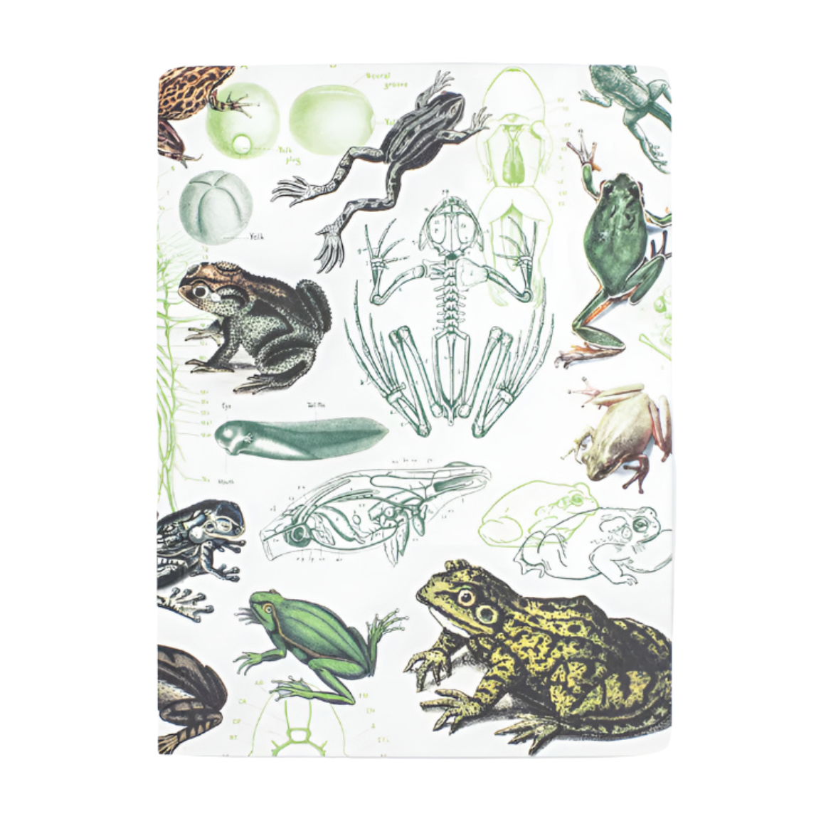 Frogs & Toads Softcover Experiment Notebook