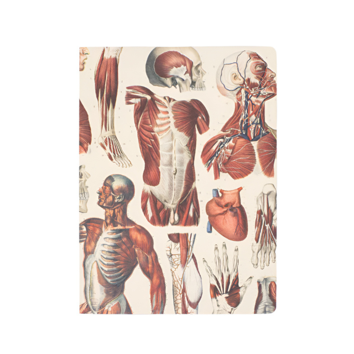 Human Tissue Notebook Human body-themed gifts – Tagged
