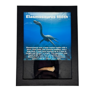 Elasmosaurus Tooth Box