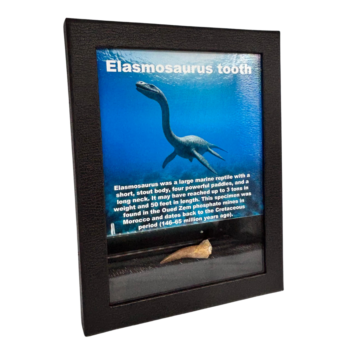 Elasmosaurus Tooth Box