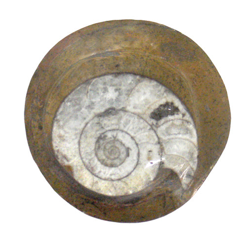 Ammonite Circle $3.00