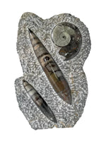 Ammonite and Orthoceras Sculpture