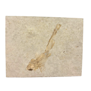 Fossil Fish $29.99