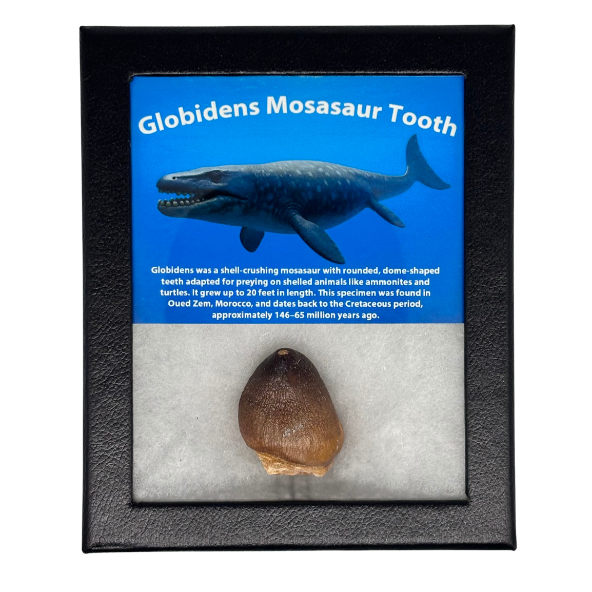 Golbidens Mosasaur Tooth Box