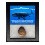 Golbidens Mosasaur Tooth Box
