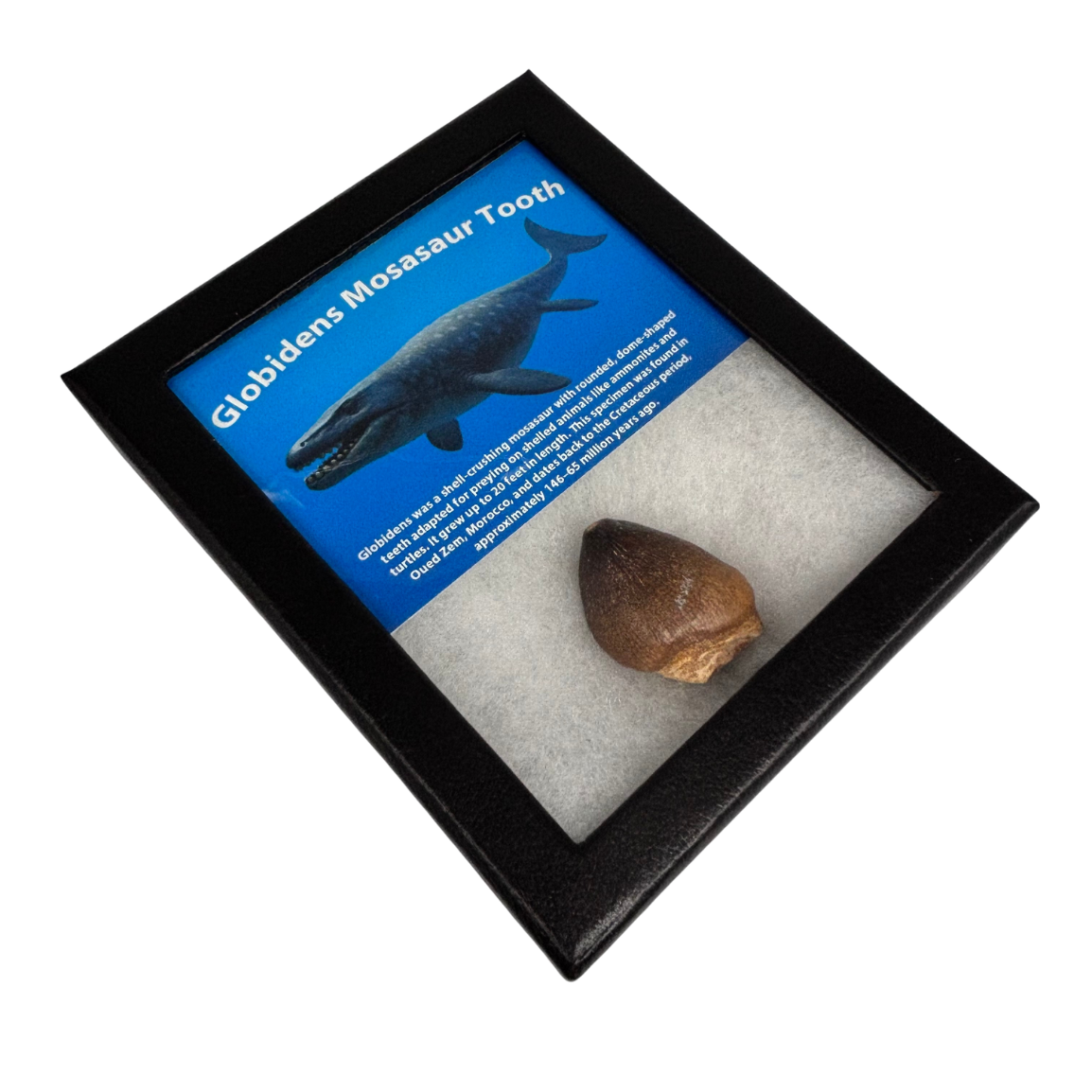 Golbidens Mosasaur Tooth Box