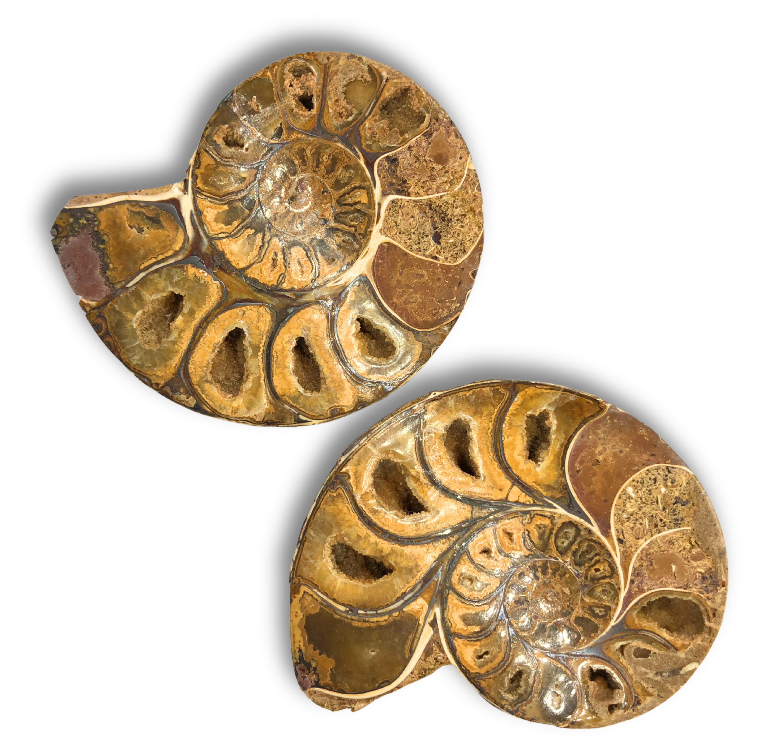 Ammonite Split Pair $100.00