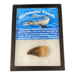 Mosasaur Tooth Box