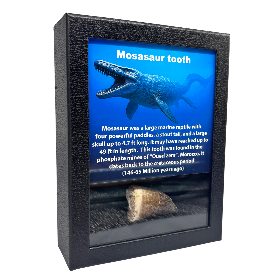 Mosasaur Tooth Box