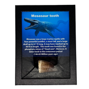 Mosasaur Tooth Box