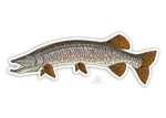 Minnesota Fish Stickers