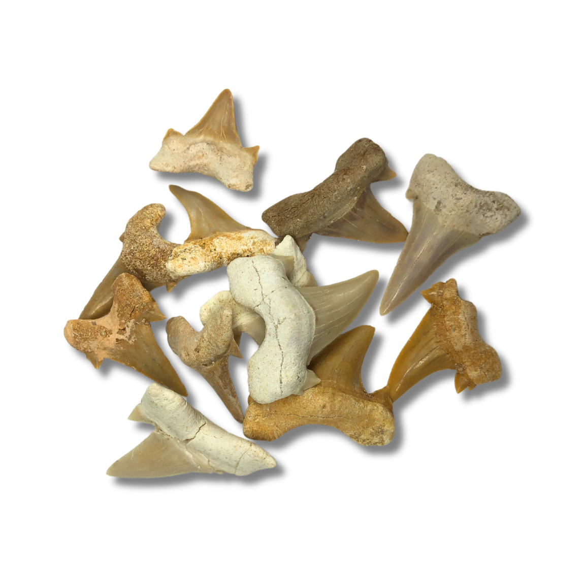 Shark Tooth $4.99