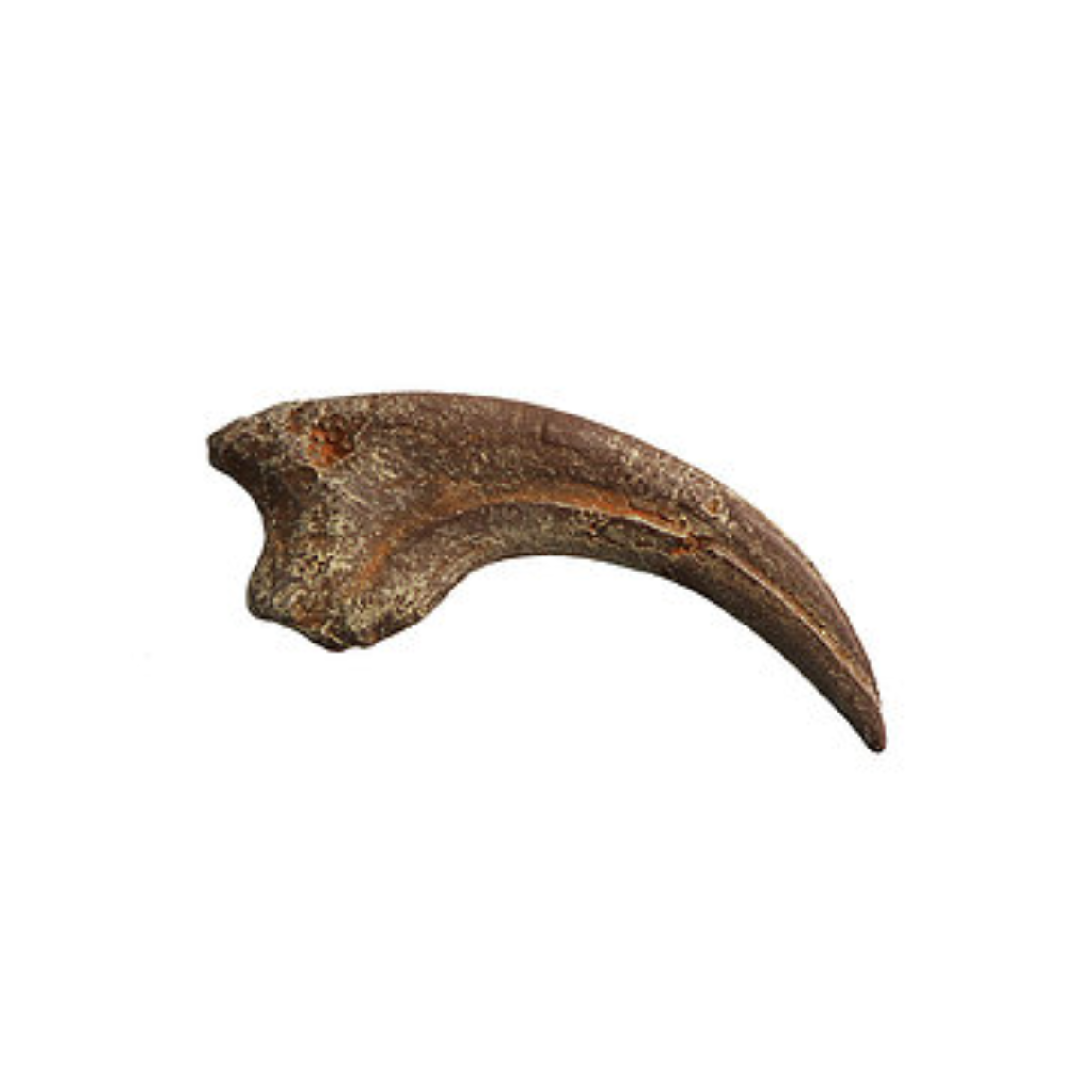 Dromaeosaurus Cast Killing Claw