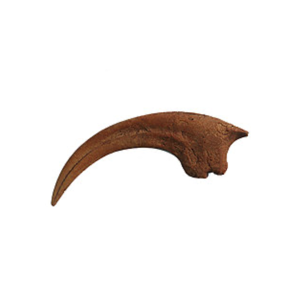 Velociraptor Single Cast Killing Claw