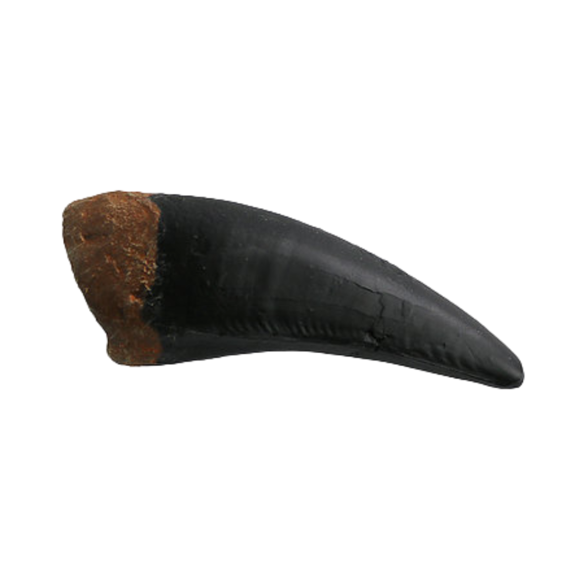 Tyrannosaurus Rex Cast Maxillary Shed Tooth