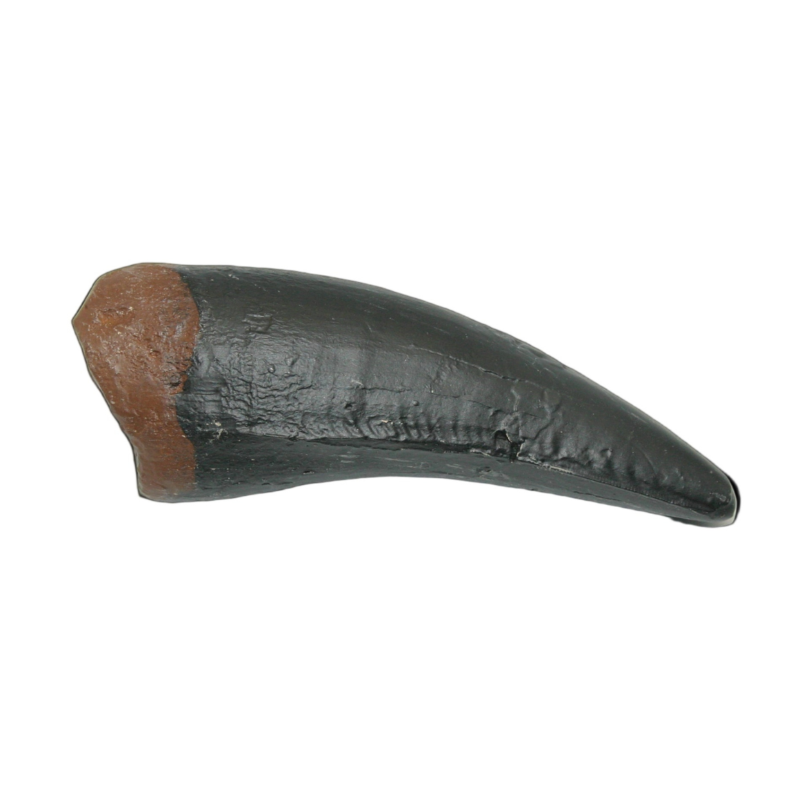 Tyrannosaurus Rex Cast Maxillary Tooth Large