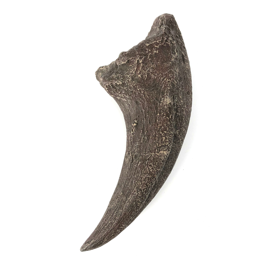 Tyrannosaurus Rex Cast Foot Claw