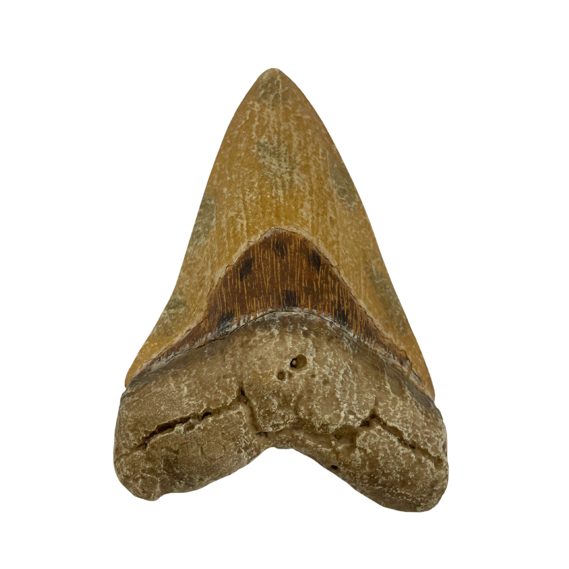 Science Museum of Minnesota Megalodon Tooth Replica