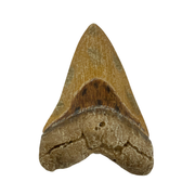 Science Museum of Minnesota Megalodon Tooth Replica