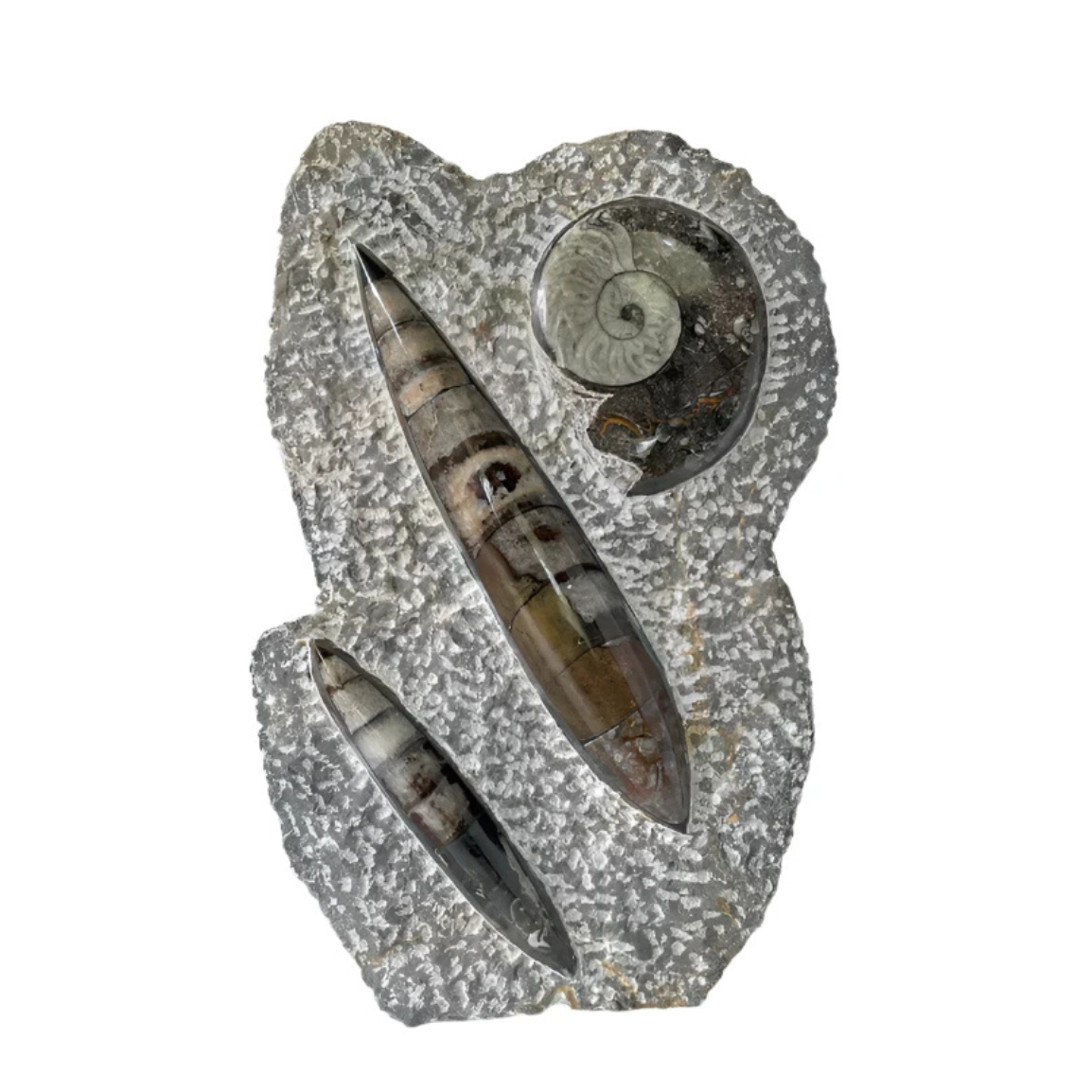 Ammonite and Orthoceras Sculpture