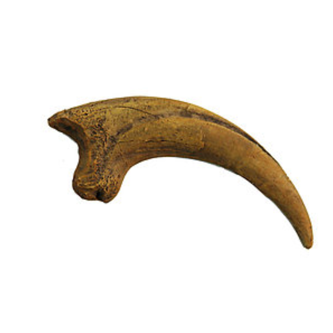 Deinonychus Cast Killing Claw