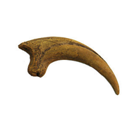 Deinonychus Cast Killing Claw