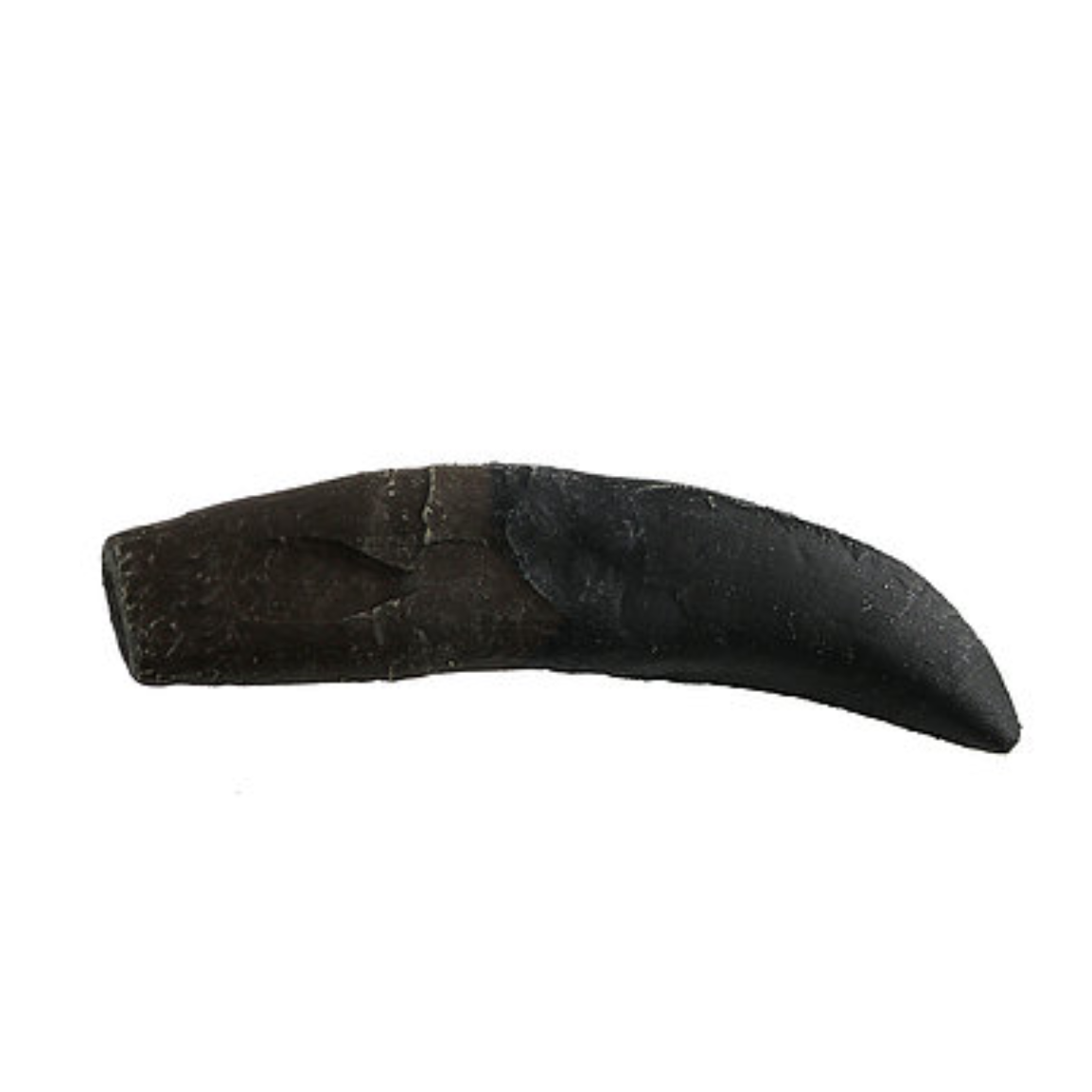 Allosaurus Cast Tooth with Root