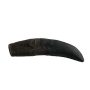 Allosaurus Cast Tooth with Root