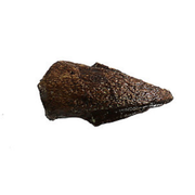 Thescelosaurus Neglectus Cast Toe Bone