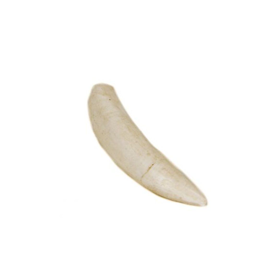 Alligator Tooth Replica