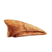 Spinosaurus Cast Foot Claw "B"