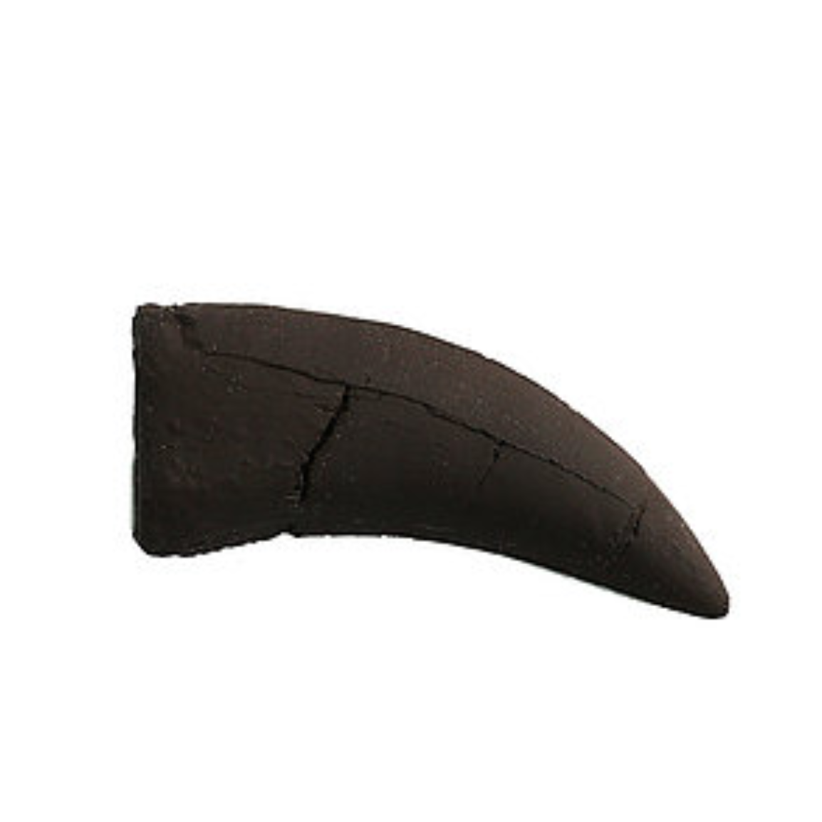 Daspletosaurus Cast Tooth