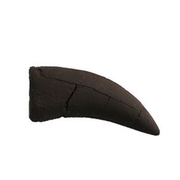 Daspletosaurus Cast Tooth