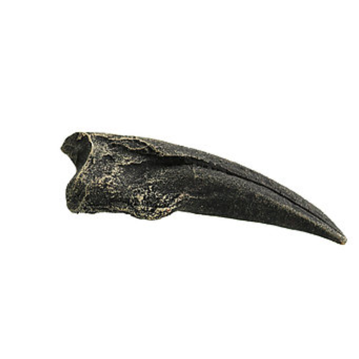 Ornithomimus Cast Large Hand Claw