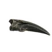 Ornithomimus Cast Large Hand Claw