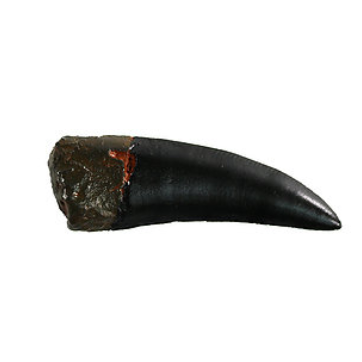 Shaochilong Cast Tooth