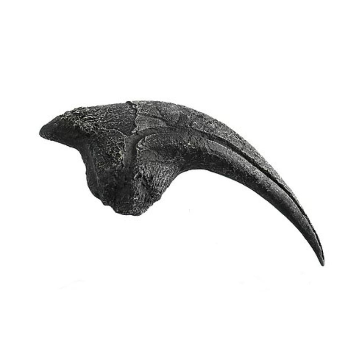 Allosaurus Cast Hand Claw