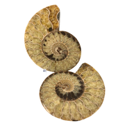 Ammonite Split Pair $285.00